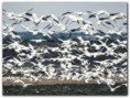 /album/fotogaleria/reservas-aves-jpg/