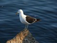 /album/fotogaleria/gaviota-jpg/